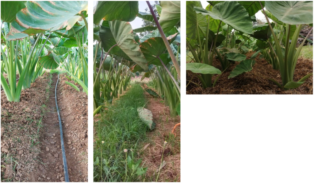 ภาพแปลงปลูกเผือกหอมจาก คุณนฤมล กิจนุเคราะห์