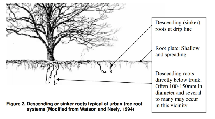 ขอบคุณรูปจาก https://treenet.org/resource/managing-urban-tree-root-systems-g-m-moore/